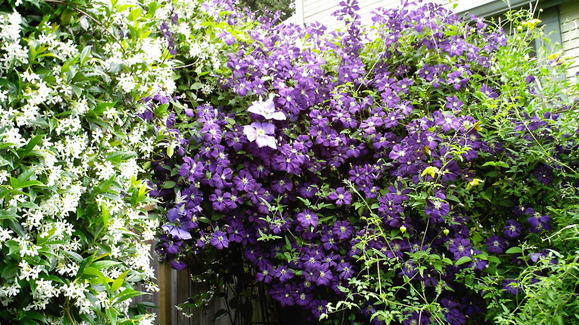 Flores Moradas Con Hojas Verdes. Wallpaper in 1920x1080 Resolution