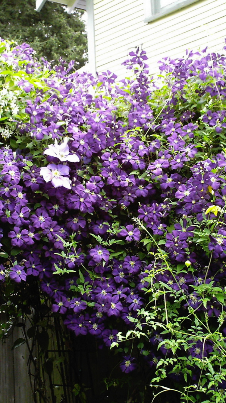 Fleurs Violettes Avec Des Feuilles Vertes. Wallpaper in 750x1334 Resolution