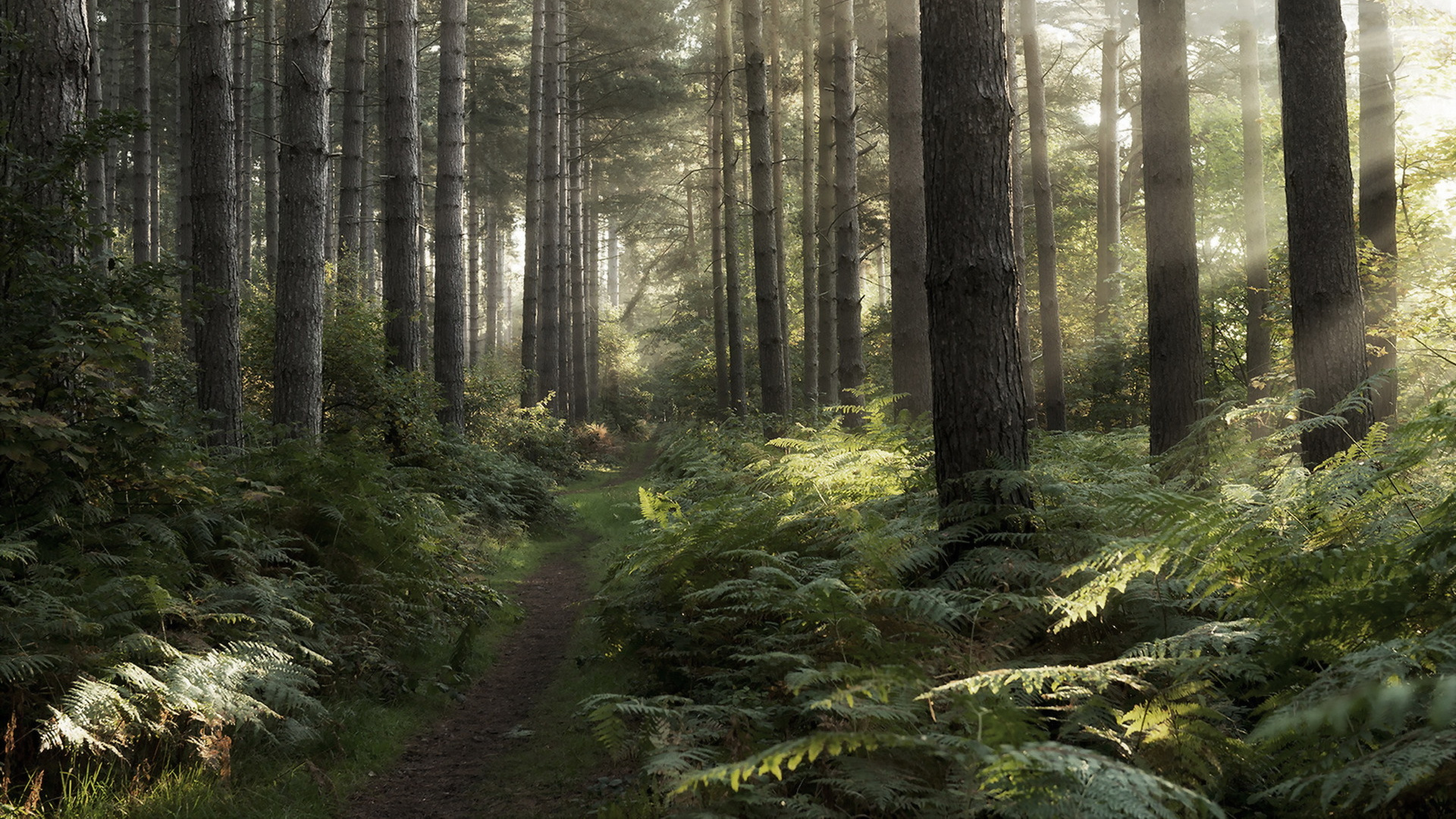Green Trees in Forest During Daytime. Wallpaper in 1920x1080 Resolution