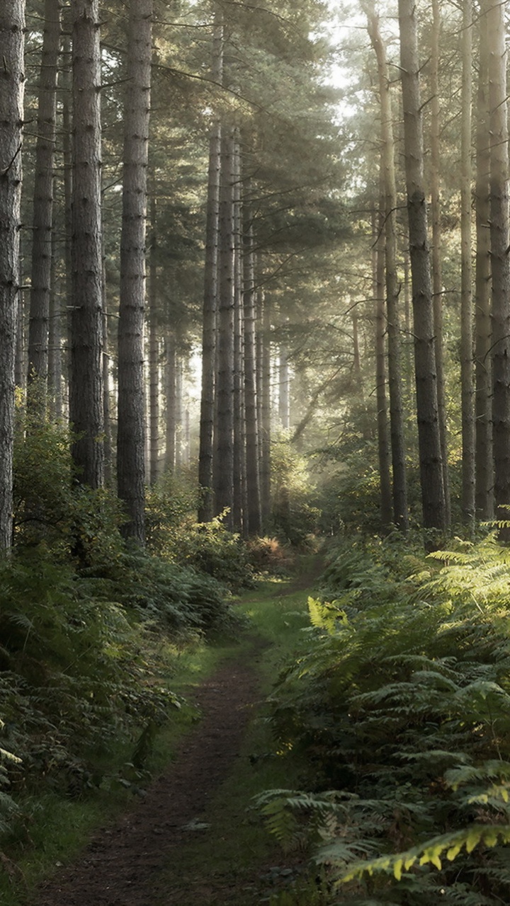 Green Trees in Forest During Daytime. Wallpaper in 720x1280 Resolution