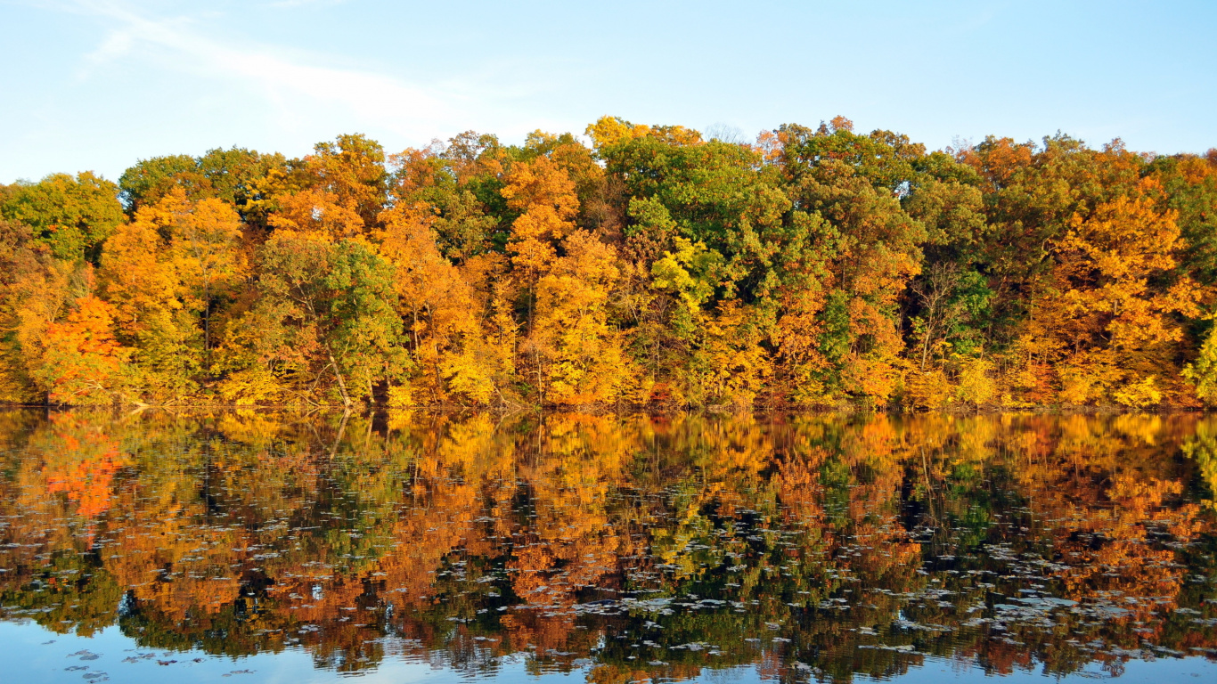 Arbres Jaunes et Verts au Bord du Lac Pendant la Journée. Wallpaper in 1366x768 Resolution