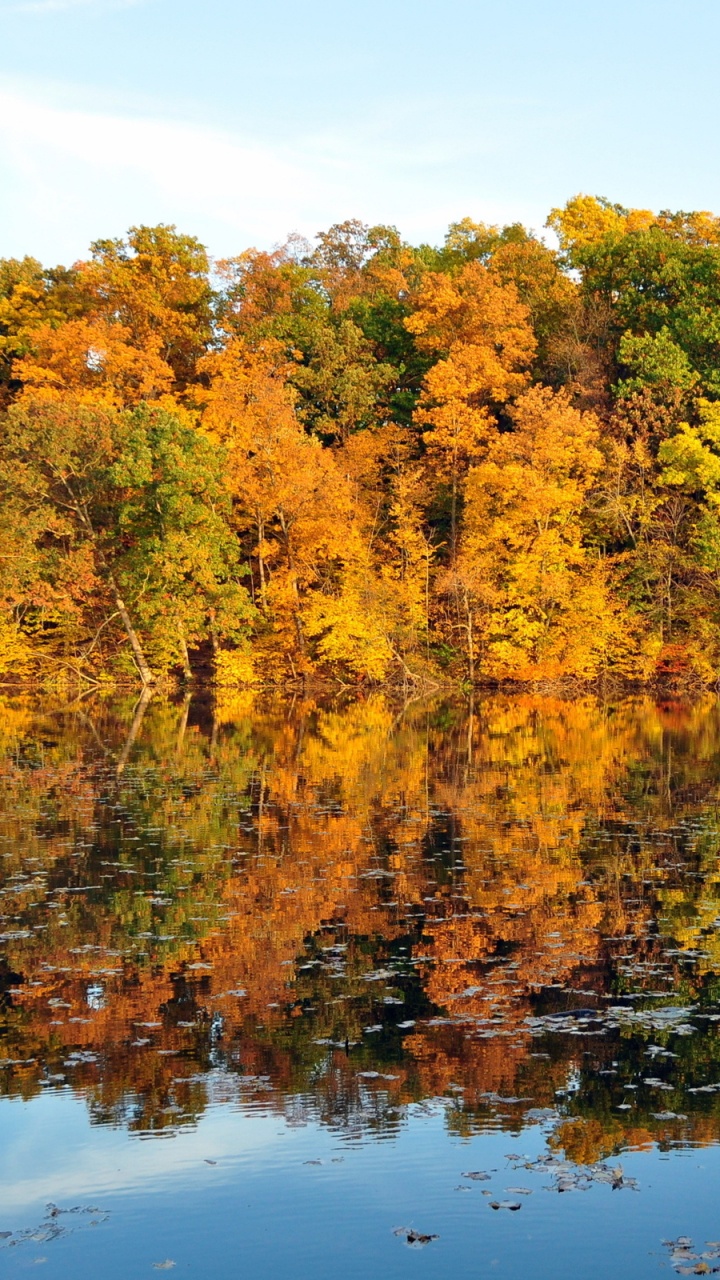 Yellow and Green Trees Beside Lake During Daytime. Wallpaper in 720x1280 Resolution