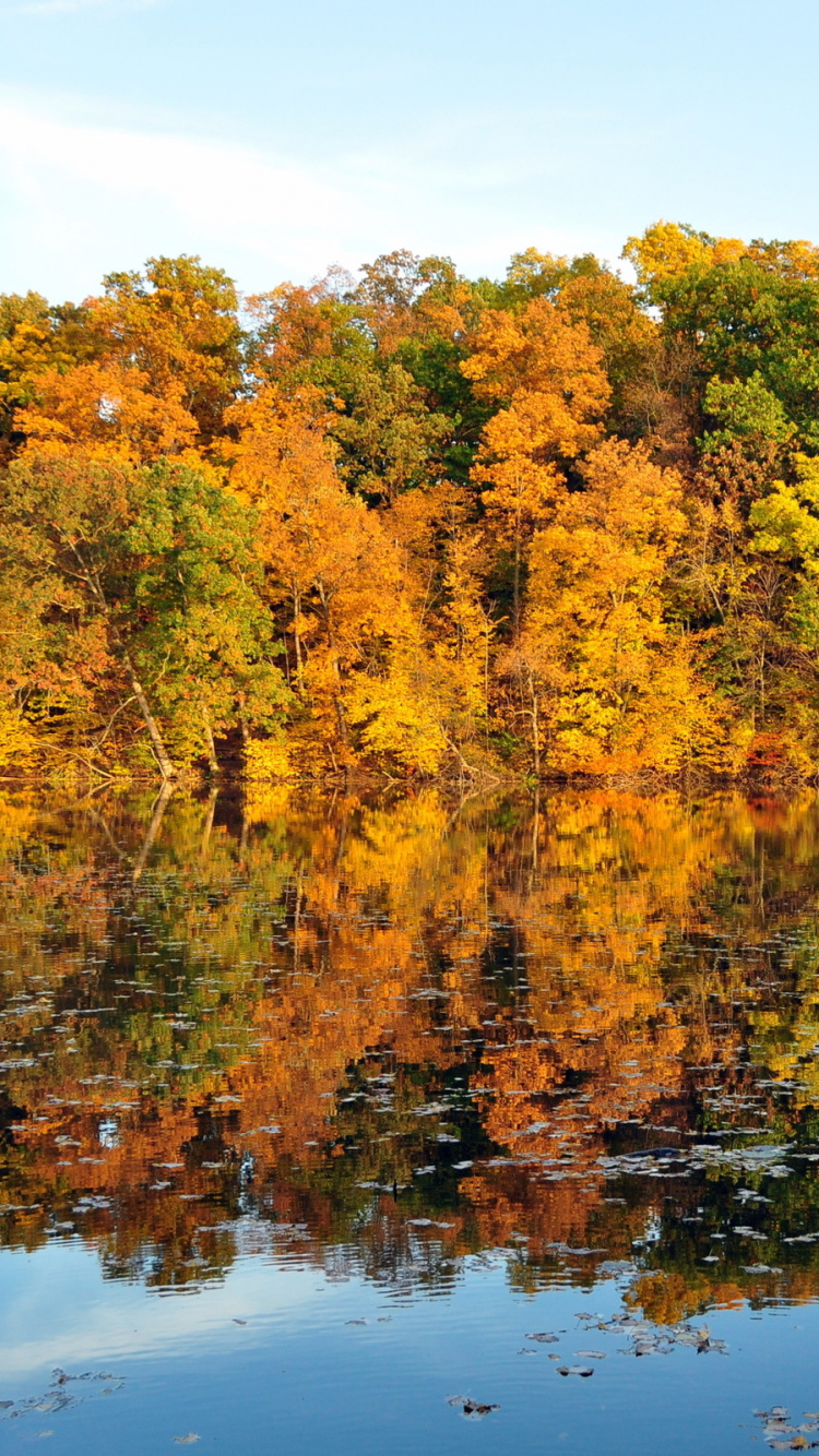 Yellow and Green Trees Beside Lake During Daytime. Wallpaper in 750x1334 Resolution