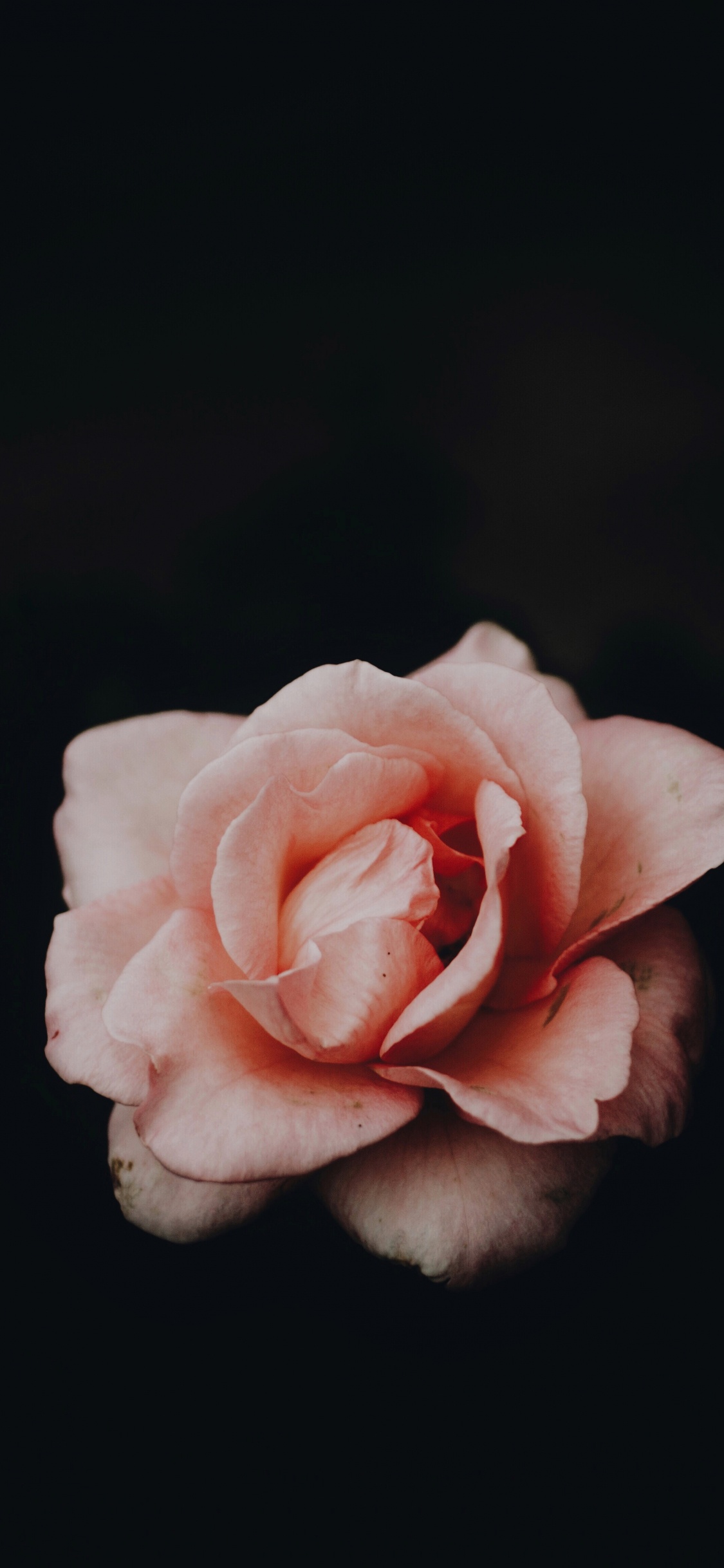 Pink Rose in Bloom Close up Photo. Wallpaper in 1125x2436 Resolution