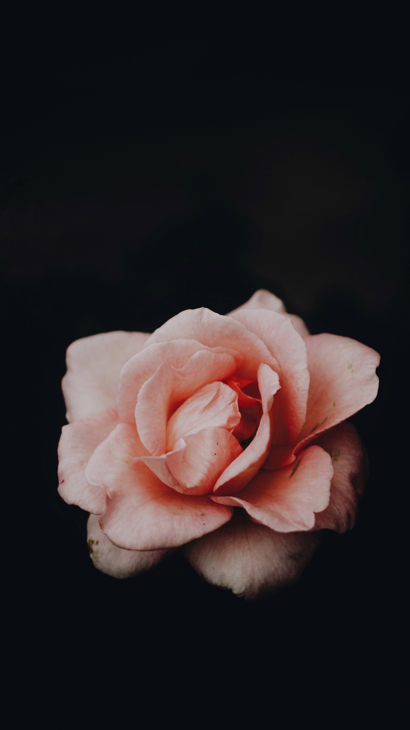 Pink Rose in Bloom Close up Photo. Wallpaper in 1440x2560 Resolution