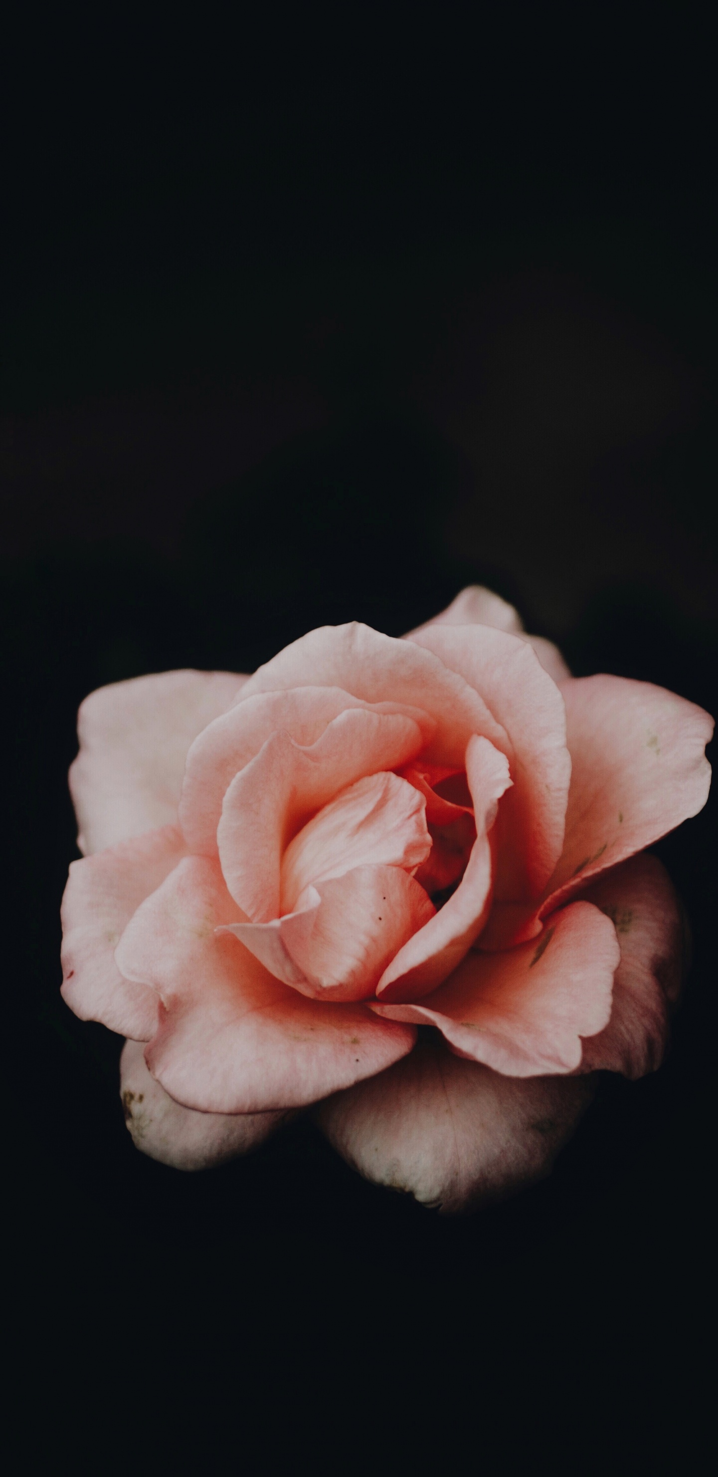 Pink Rose in Bloom Close up Photo. Wallpaper in 1440x2960 Resolution