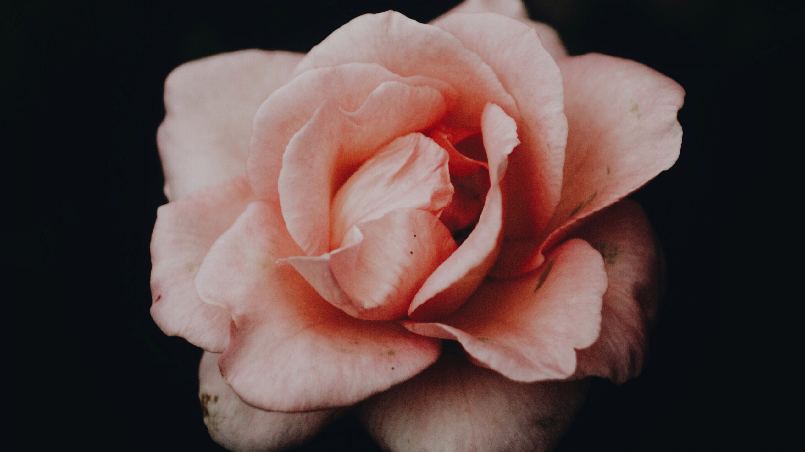 Pink Rose in Bloom Close up Photo. Wallpaper in 2560x1440 Resolution