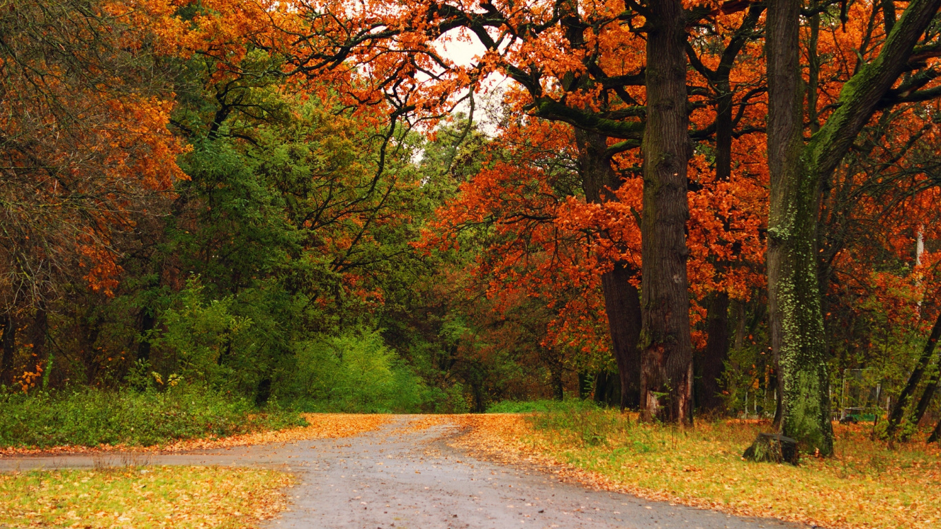 Route en Béton Gris Entre Les Arbres Pendant la Journée. Wallpaper in 1366x768 Resolution