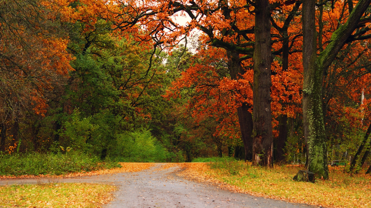 Gray Concrete Road Between Trees During Daytime. Wallpaper in 1280x720 Resolution