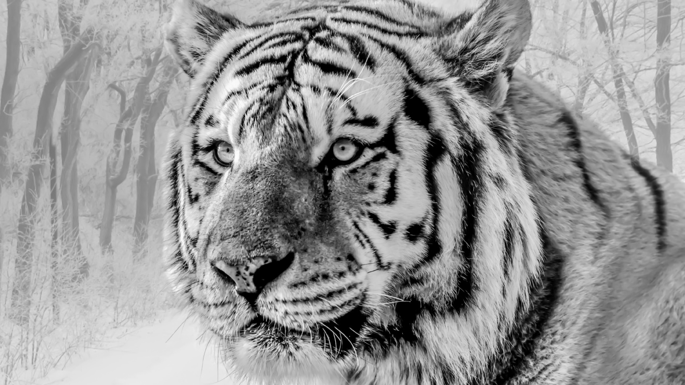 Tigre Blanco, Tigre Siberiano, Felidae, Tigre de Bengala, Big Cat. Wallpaper in 1366x768 Resolution