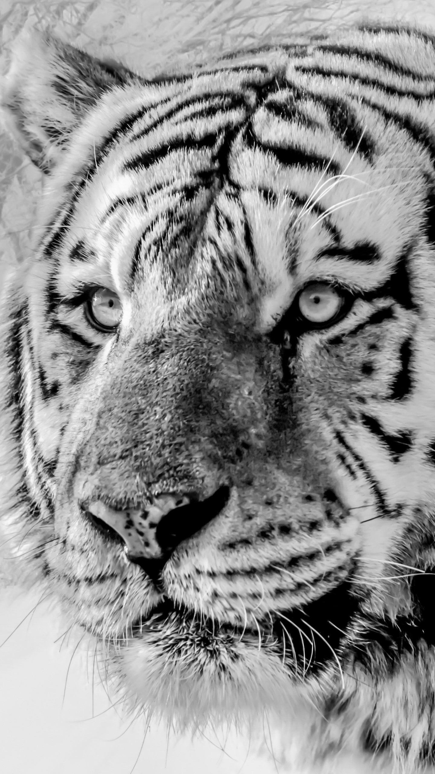 Tigre Blanco, Tigre Siberiano, Felidae, Tigre de Bengala, Big Cat. Wallpaper in 1440x2560 Resolution