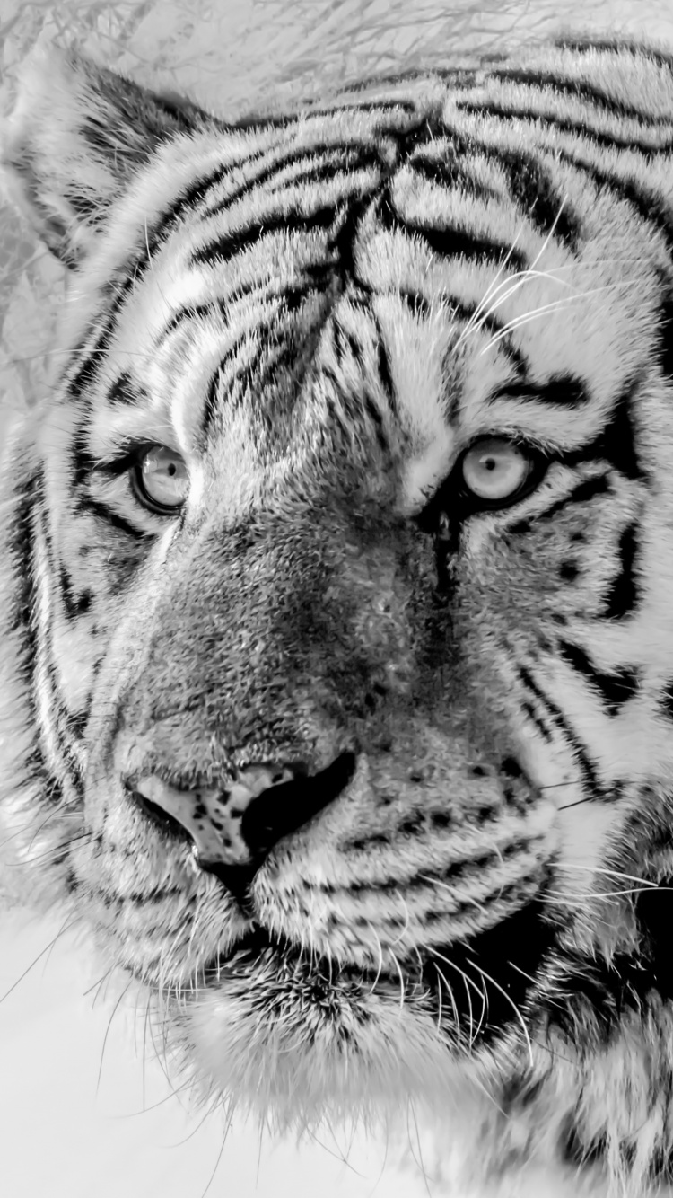 Tigre Blanco, Tigre Siberiano, Felidae, Tigre de Bengala, Big Cat. Wallpaper in 750x1334 Resolution