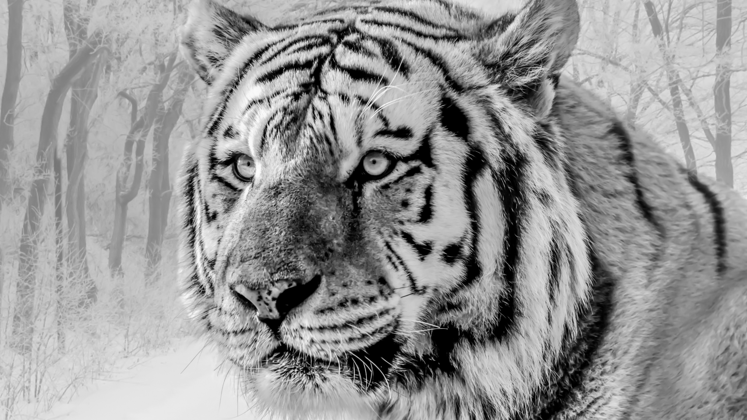White Tiger, Siberian Tiger, Felidae, Bengal Tiger, Big Cat. Wallpaper in 2560x1440 Resolution