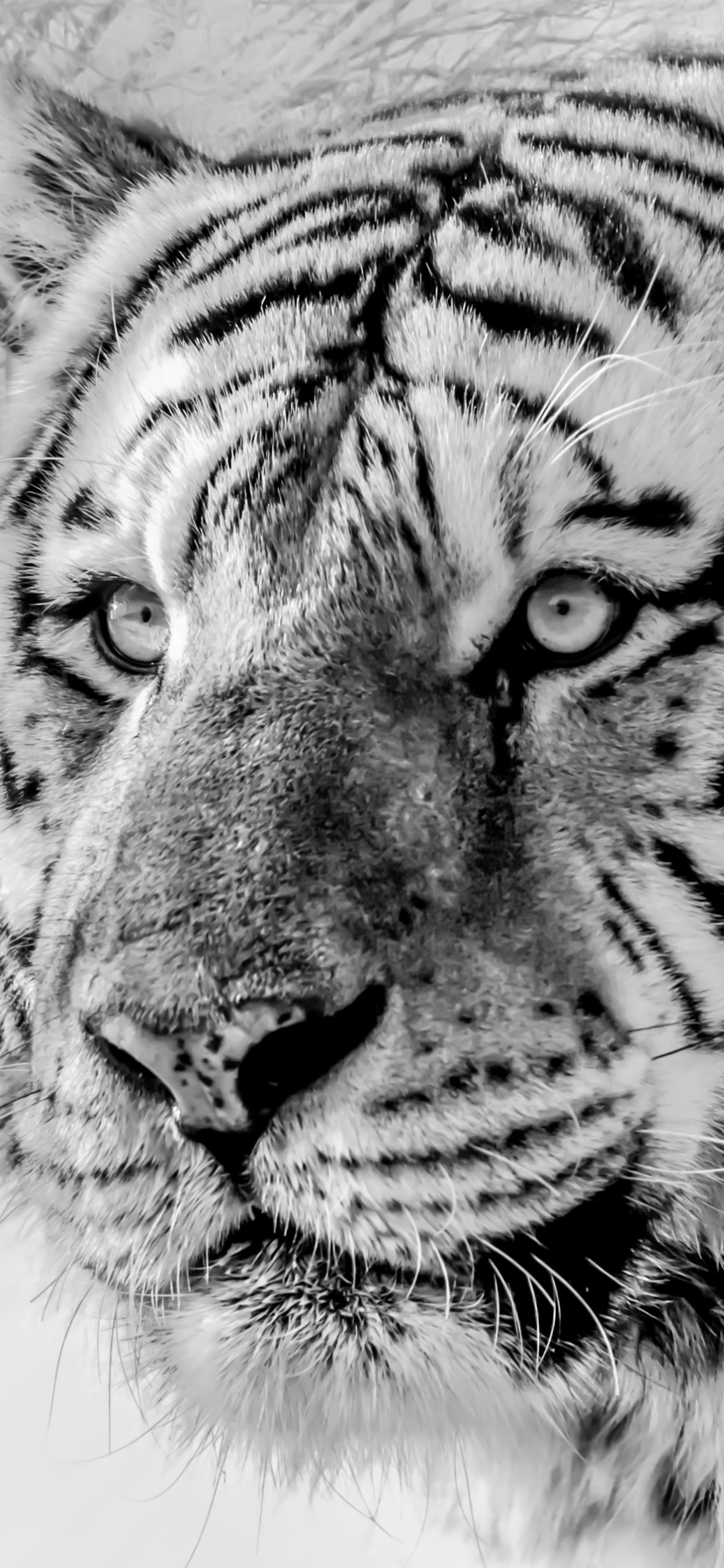 White Tiger, Sibirischer Tiger, Felidae, Bengal Tiger, Tiger. Wallpaper in 1242x2688 Resolution