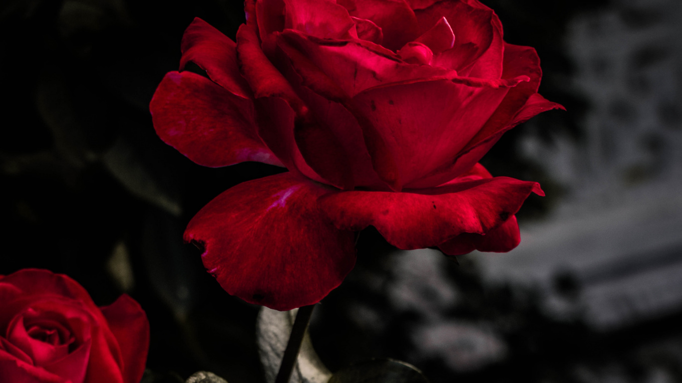 Rote Rose Blüht Tagsüber. Wallpaper in 1366x768 Resolution
