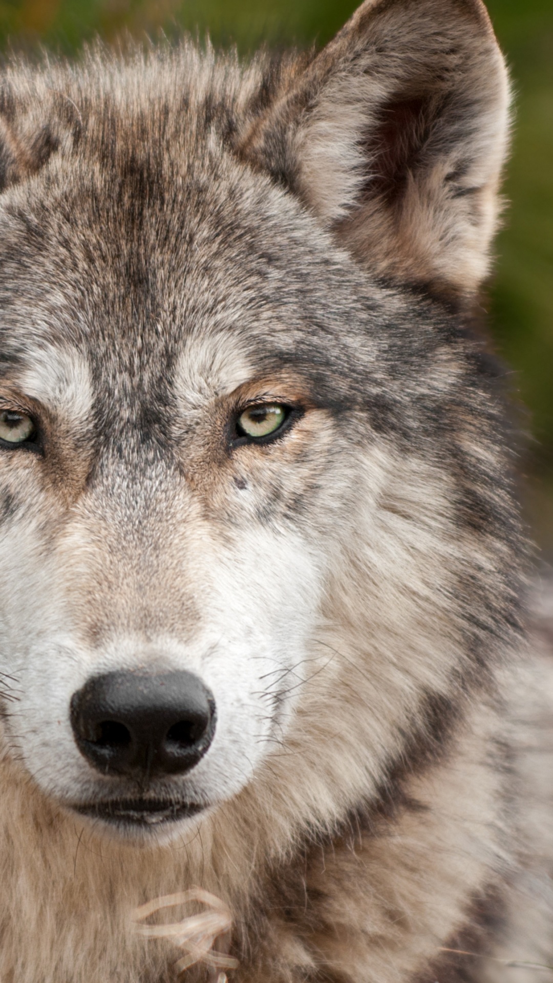 Loup Gris Près de L'herbe Verte Pendant la Journée. Wallpaper in 1080x1920 Resolution