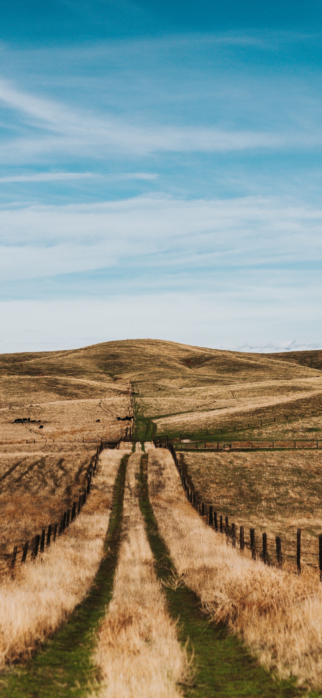 Rural Area, Tree, Road, Grasses, Steppe. Wallpaper in 1125x2436 Resolution