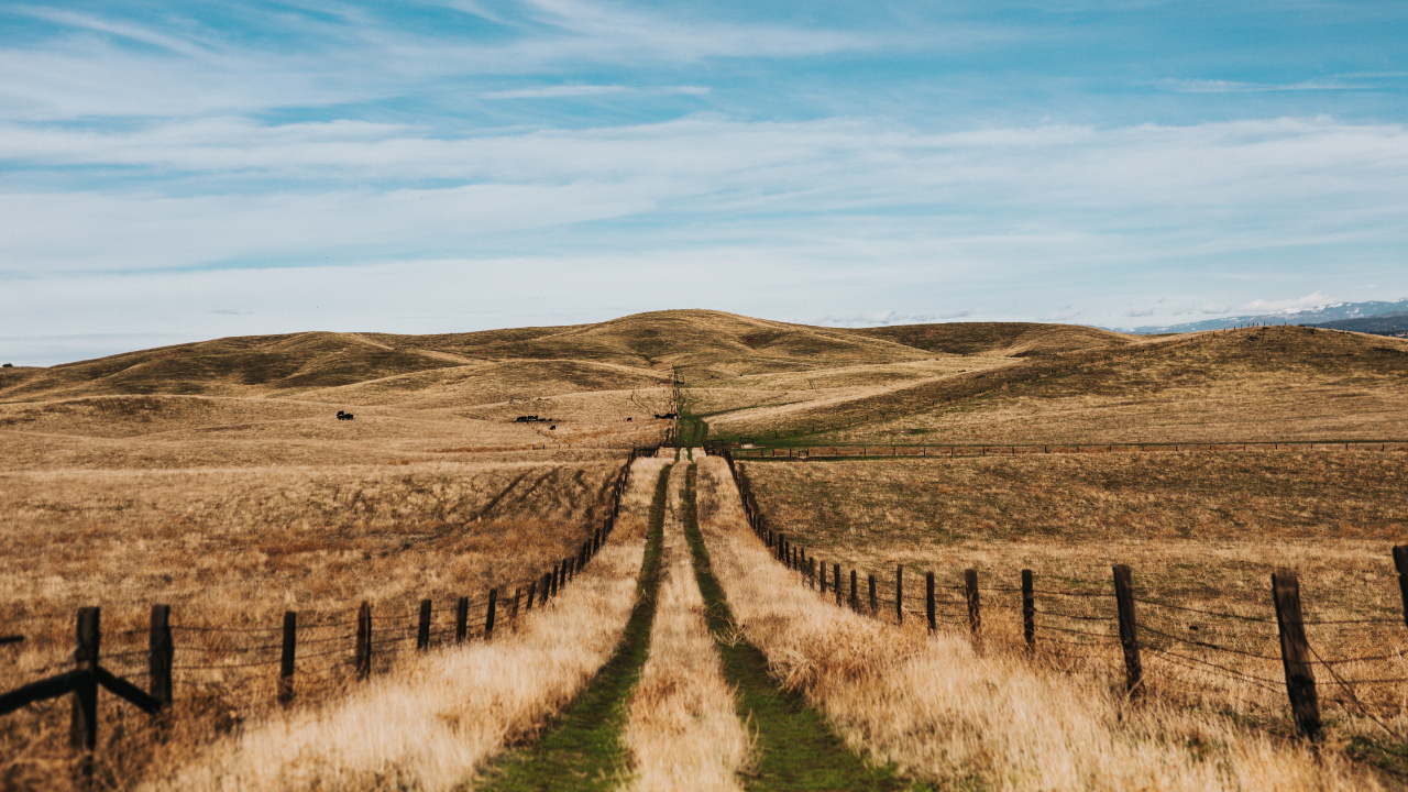 Rural Area, Tree, Road, Grasses, Steppe. Wallpaper in 1280x720 Resolution