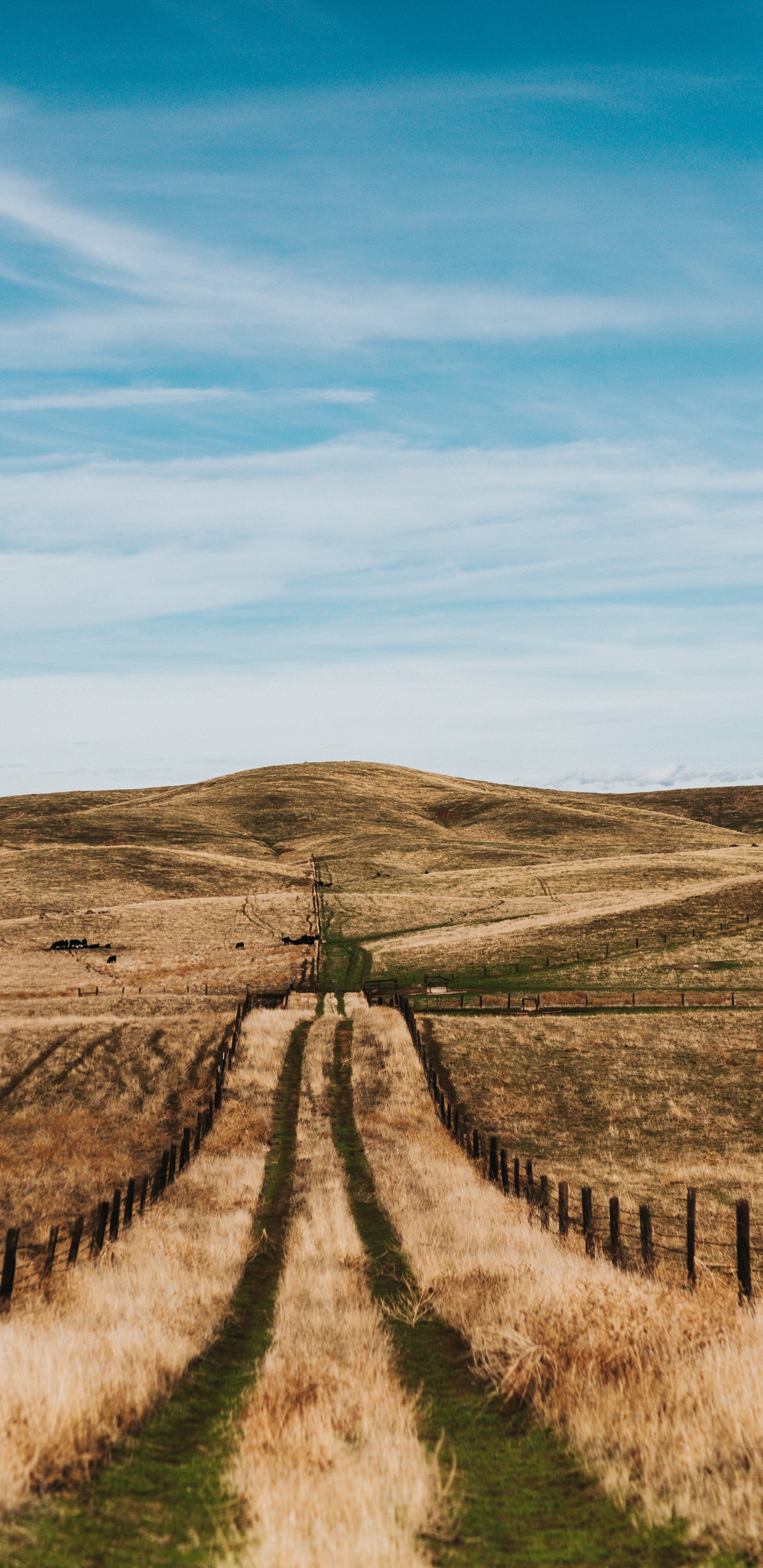 Rural Area, Tree, Road, Grasses, Steppe. Wallpaper in 1440x2960 Resolution