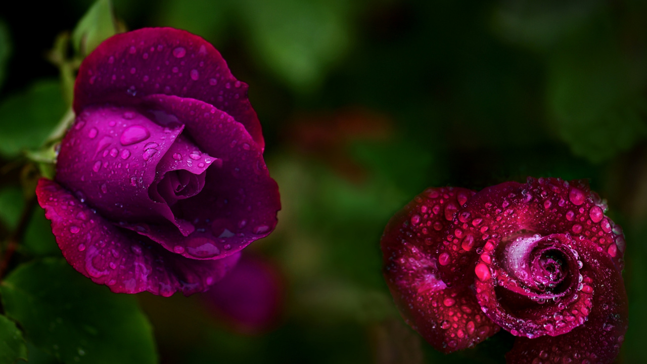 Flora, Garden Roses, Water, Petal, Colorfulness. Wallpaper in 1280x720 Resolution