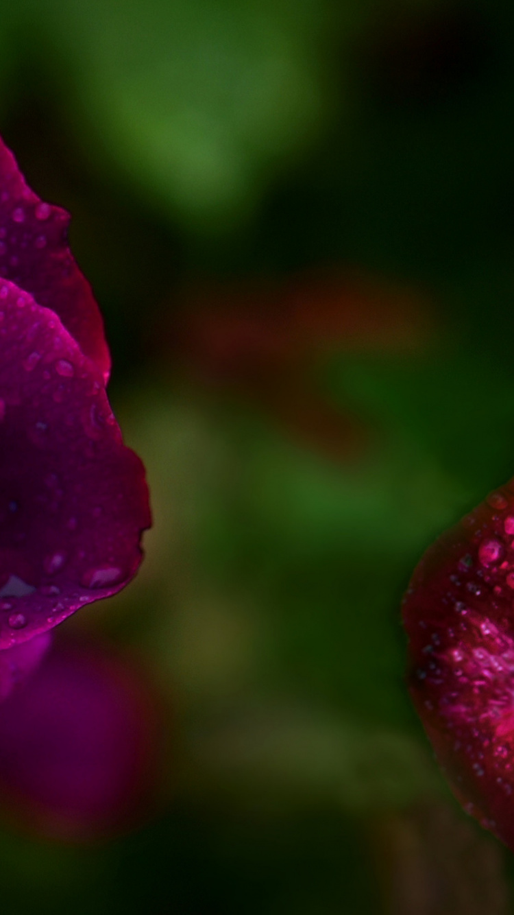 Flora, Garden Roses, Water, Petal, Colorfulness. Wallpaper in 750x1334 Resolution