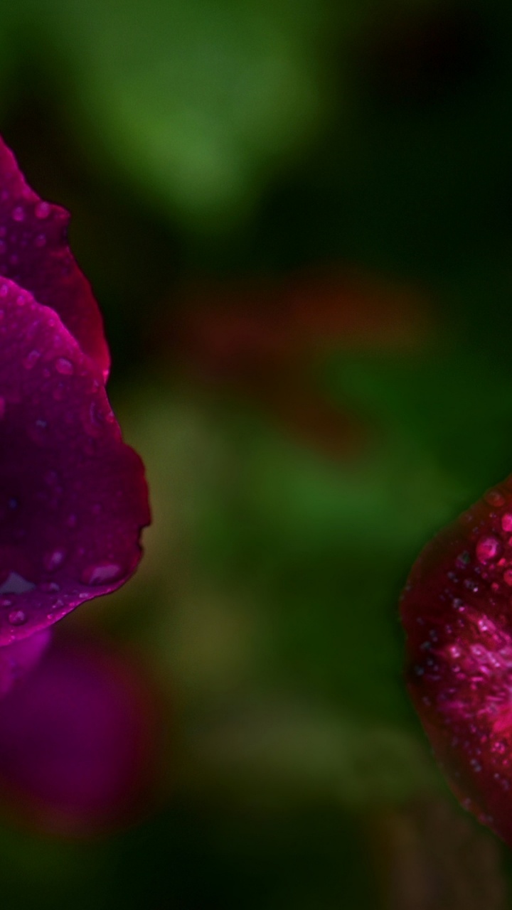 Flora, Las Rosas de Jardín, Agua, Pétalo, Magenta. Wallpaper in 720x1280 Resolution