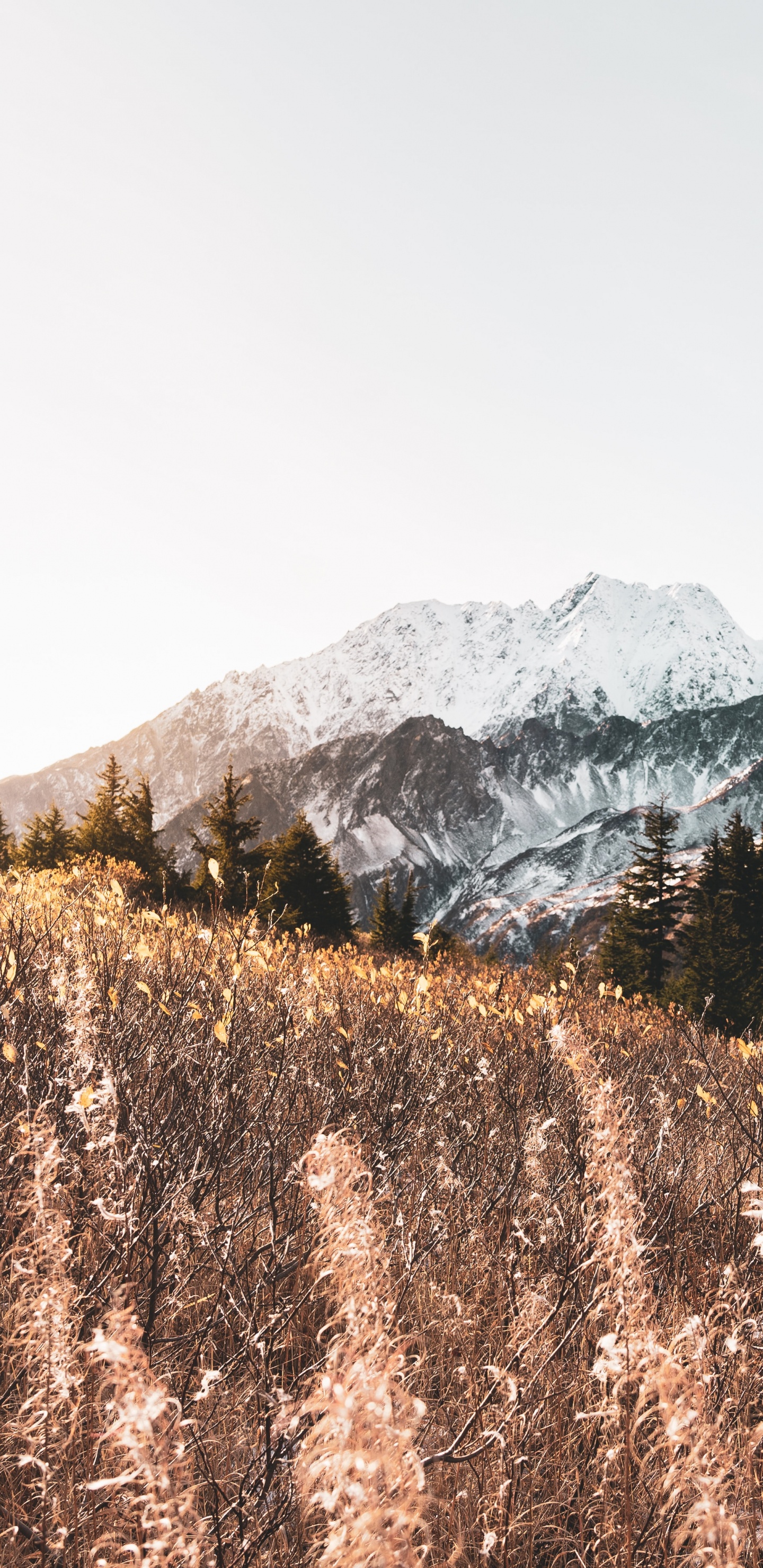 Bergigen Landschaftsformen, M-Baum, Hochland, Schnee, Wildnis. Wallpaper in 1440x2960 Resolution