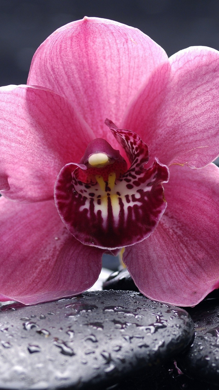 Pink Flower on Black Stone. Wallpaper in 750x1334 Resolution