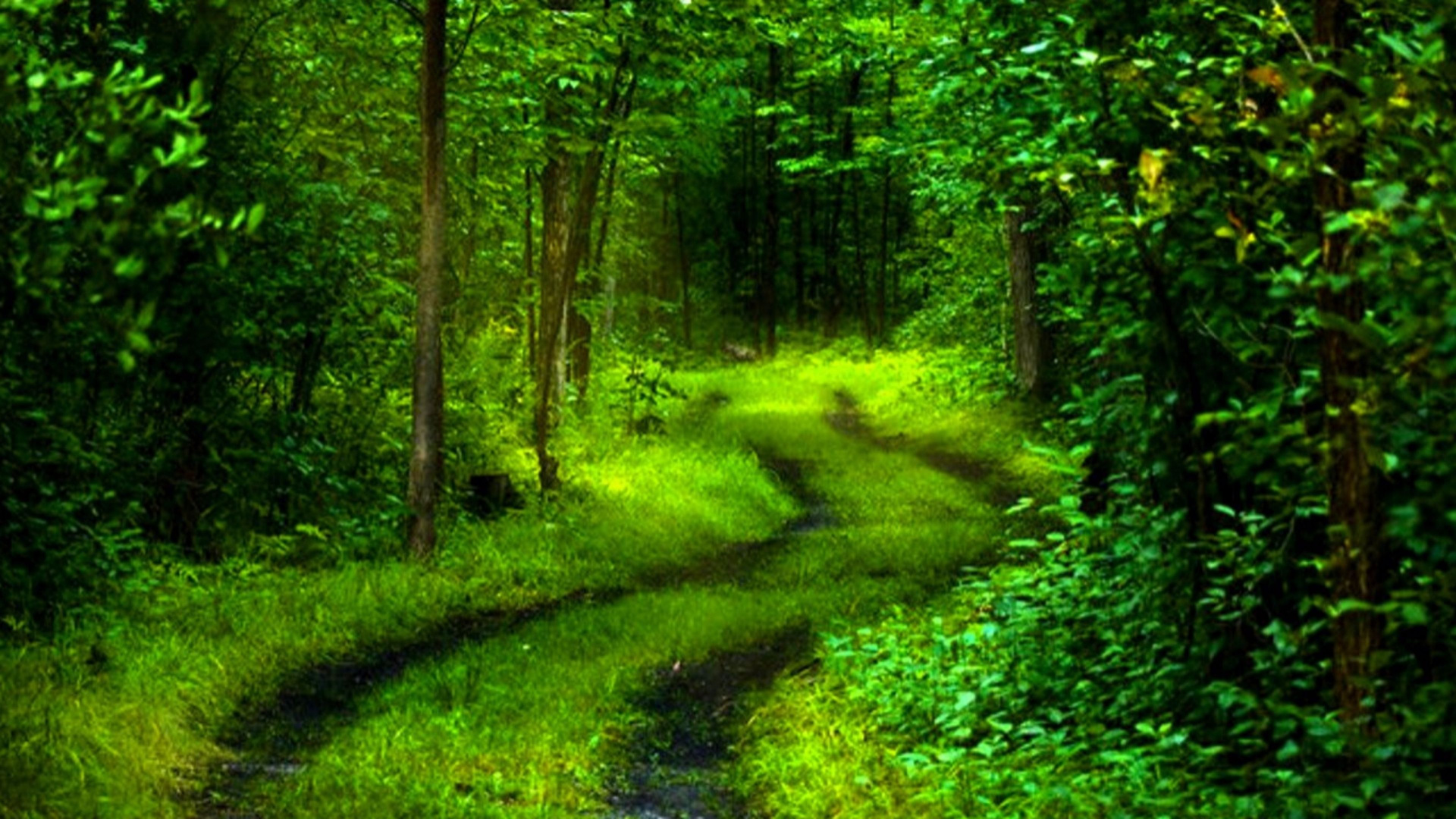 Green forest, forest, 1366x768, green, HD wallpaper