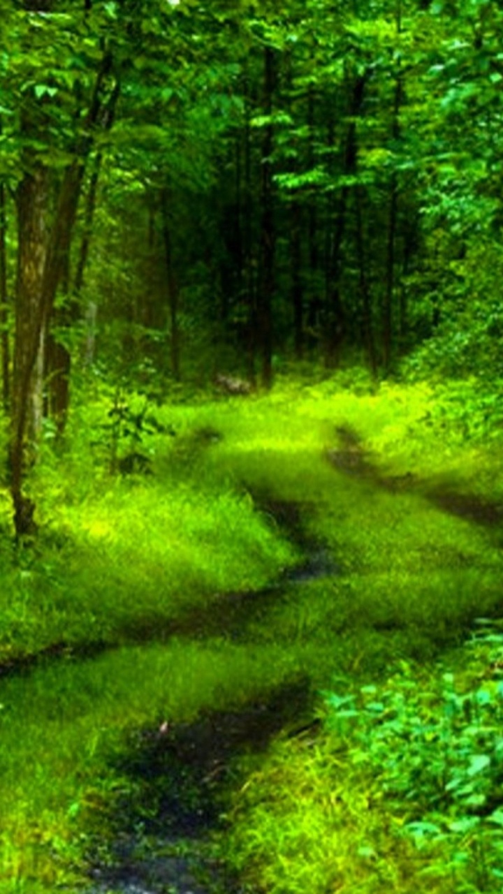 Green Grass and Trees During Daytime. Wallpaper in 720x1280 Resolution