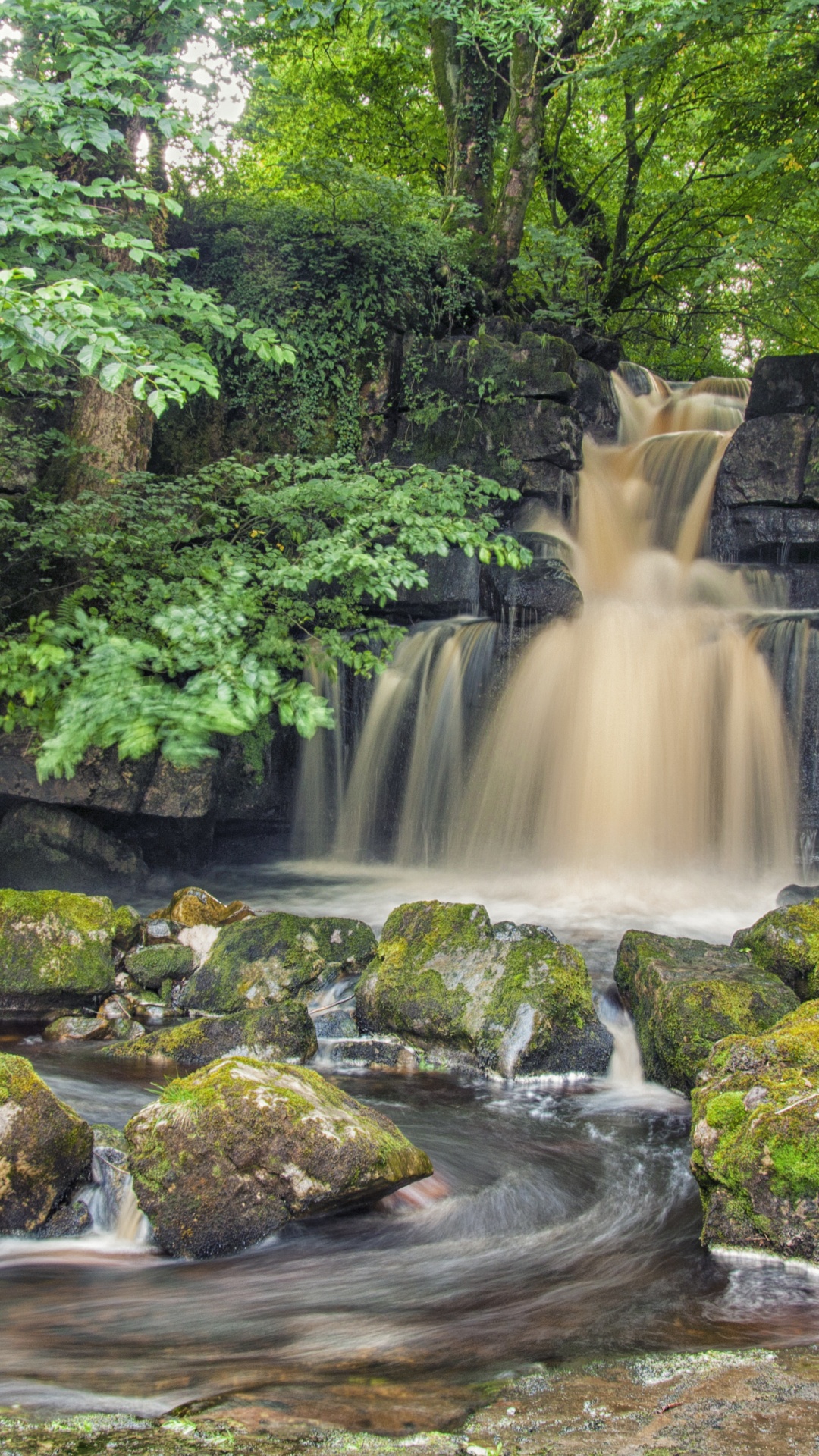 Natur, Wasserfall, Den Alten Wald, Baum, Wasser. Wallpaper in 1080x1920 Resolution