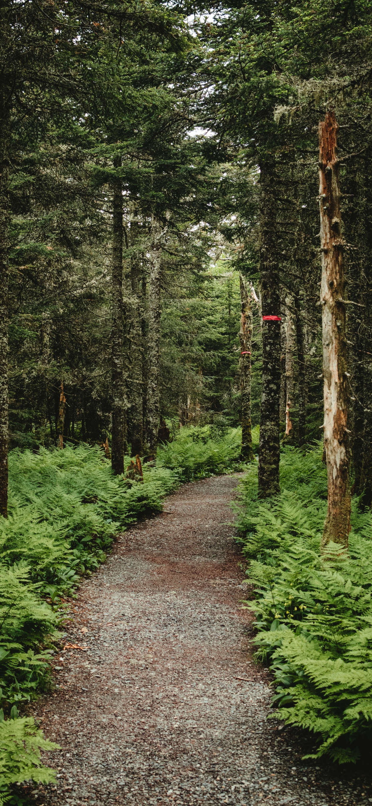 Forest, Nature, Woodland, Vegetation, Trail. Wallpaper in 1242x2688 Resolution