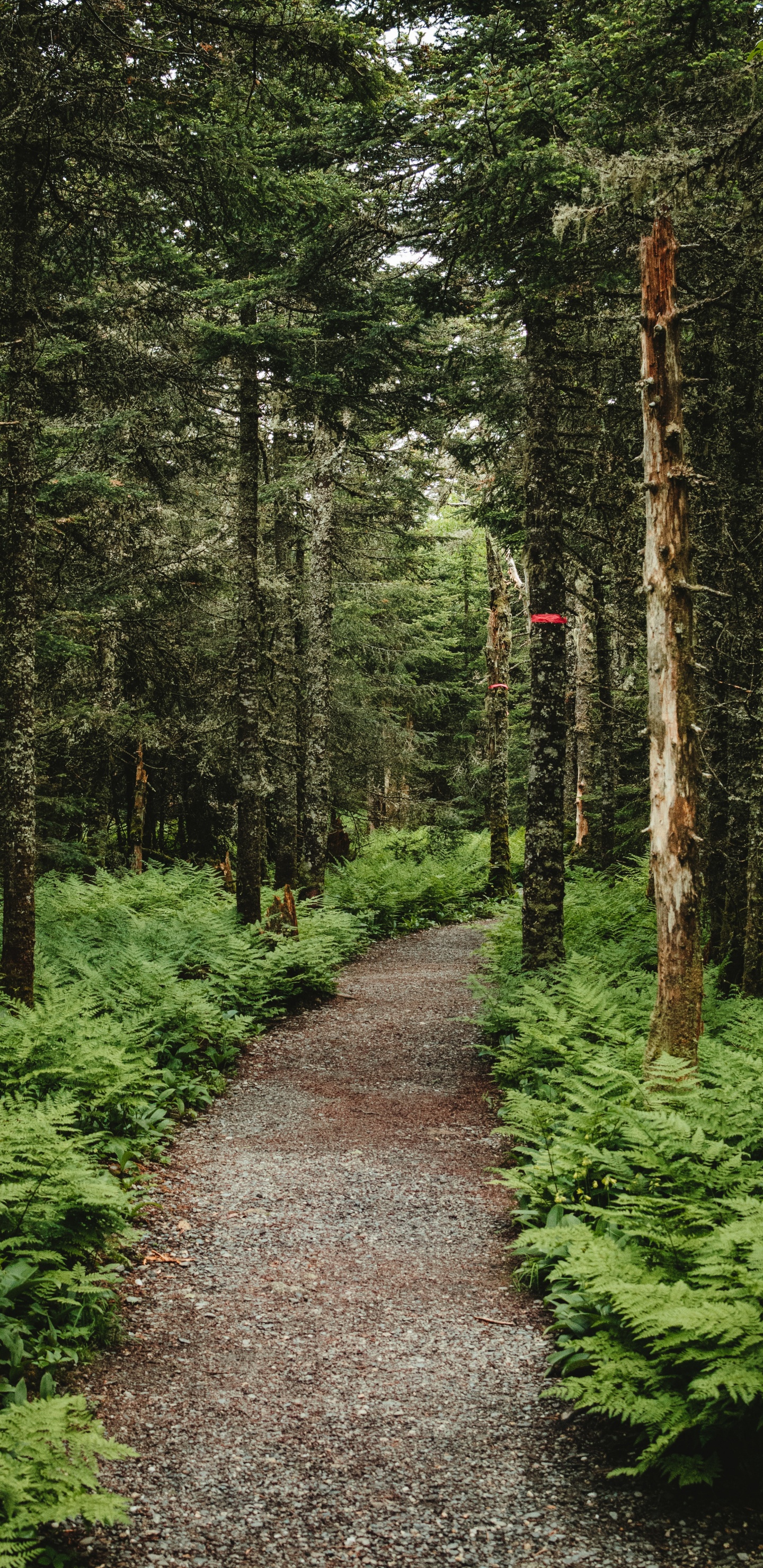 Forest, Nature, Woodland, Vegetation, Trail. Wallpaper in 1440x2960 Resolution