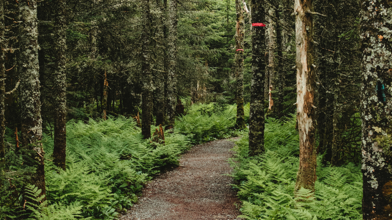 Wald, Natur, Vegetation, Trail, Gemäßigten Nadelwald. Wallpaper in 1366x768 Resolution