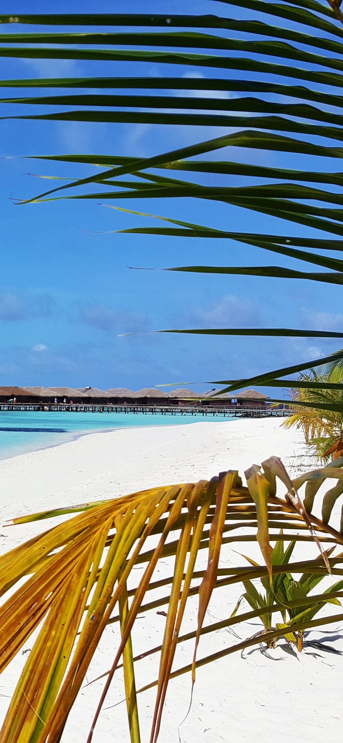 Palmier Vert Près de la Mer Pendant la Journée. Wallpaper in 1125x2436 Resolution