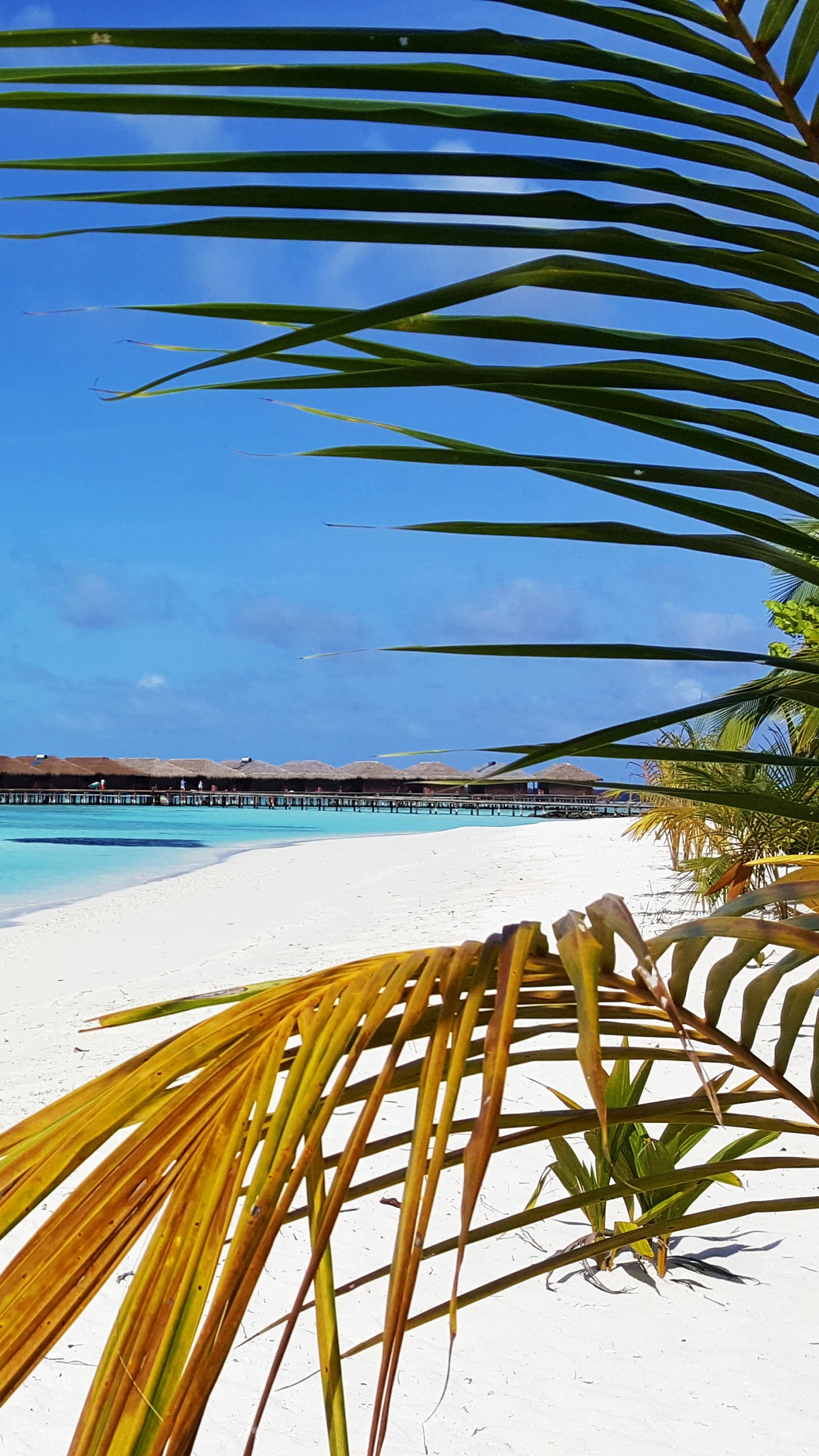 Green Palm Tree Near Sea During Daytime. Wallpaper in 1440x2560 Resolution