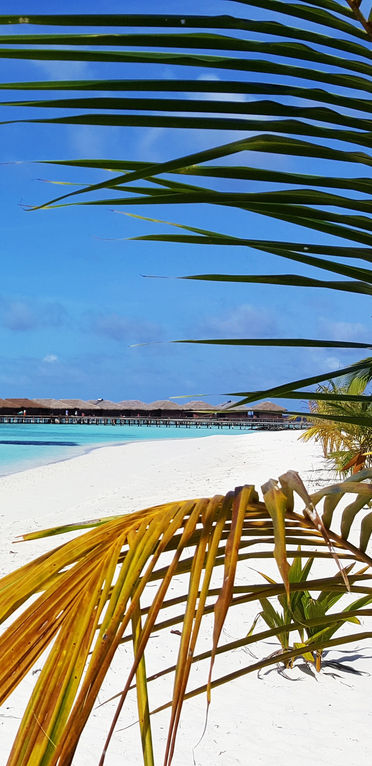 Grüne Palme in Der Nähe Des Meeres Tagsüber. Wallpaper in 1440x2960 Resolution