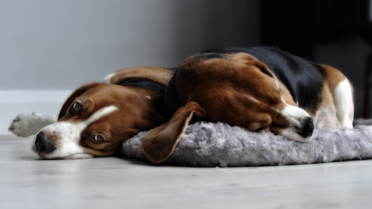 Brown and Black Short Coated Dog Lying on Gray Textile. Wallpaper in 1280x720 Resolution