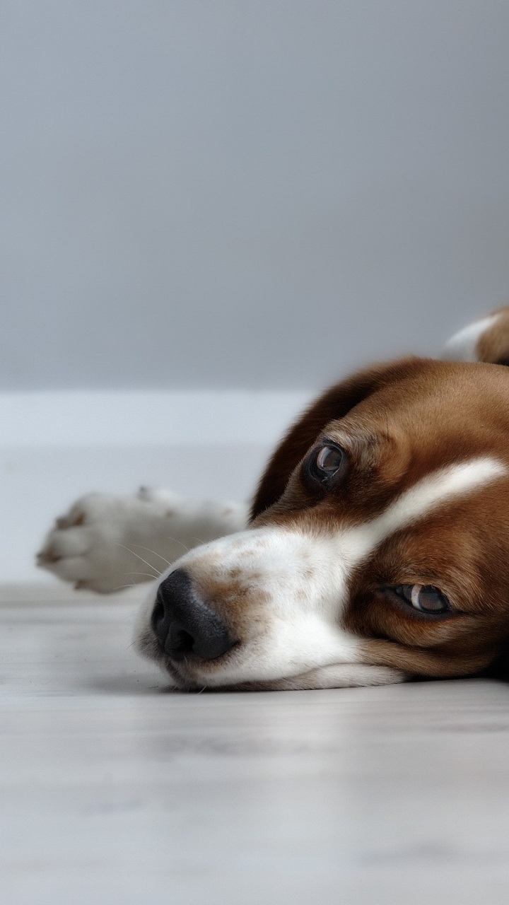 Brown and Black Short Coated Dog Lying on Gray Textile. Wallpaper in 720x1280 Resolution