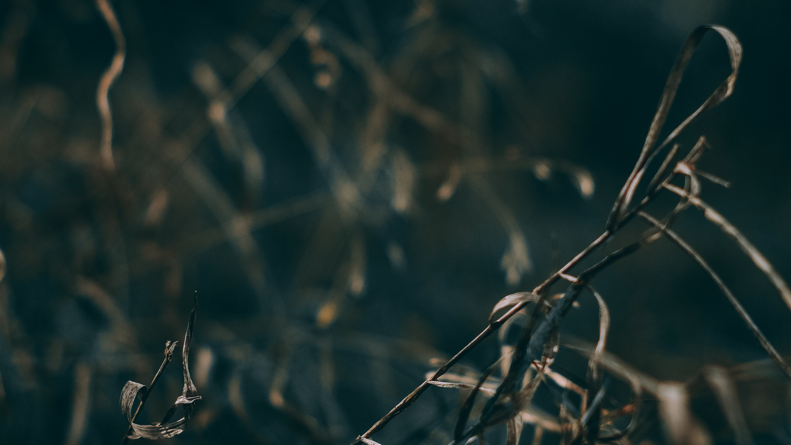 Nature, Eau, Feuille, Rameau, Atmosphère. Wallpaper in 2560x1440 Resolution