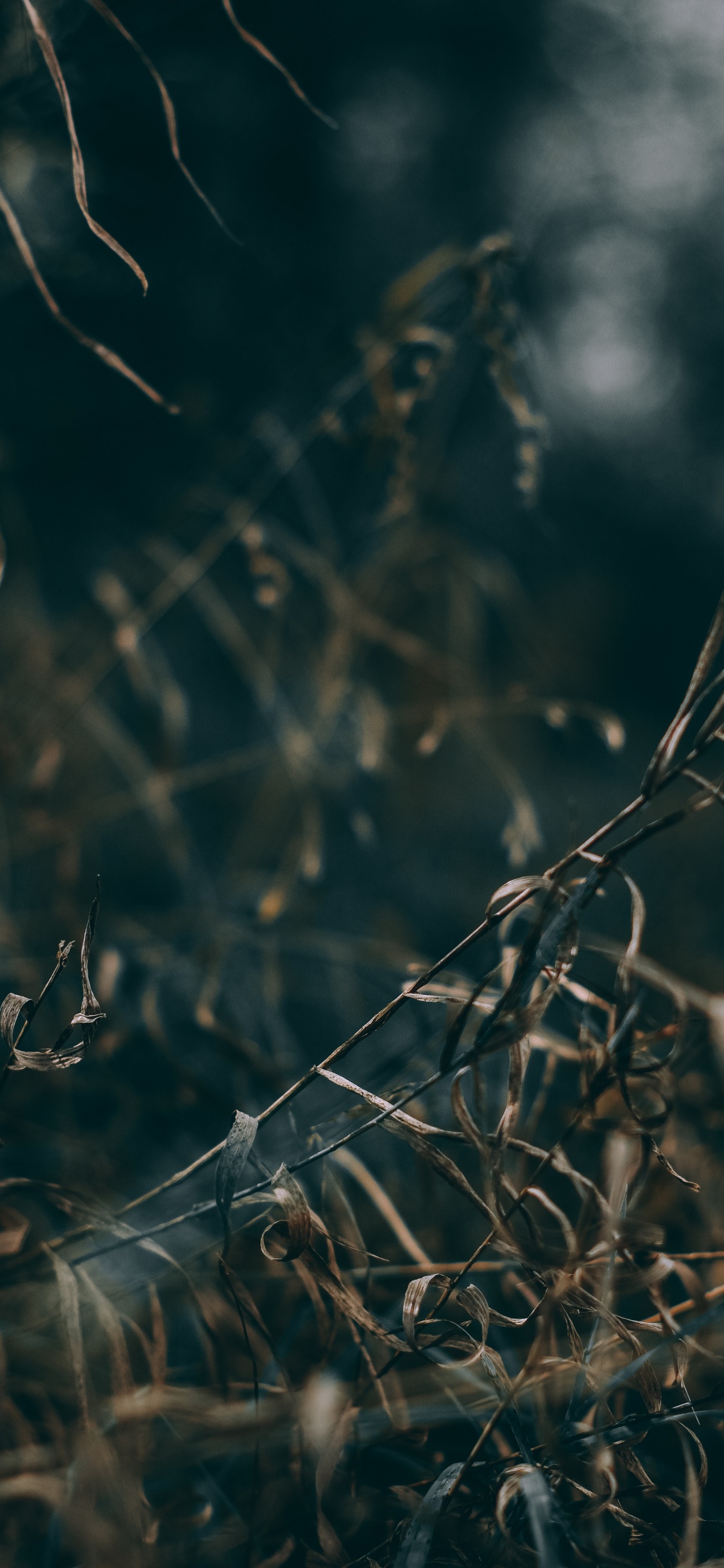 Natur, Wasser, Branch, Blatt, Gras. Wallpaper in 1125x2436 Resolution