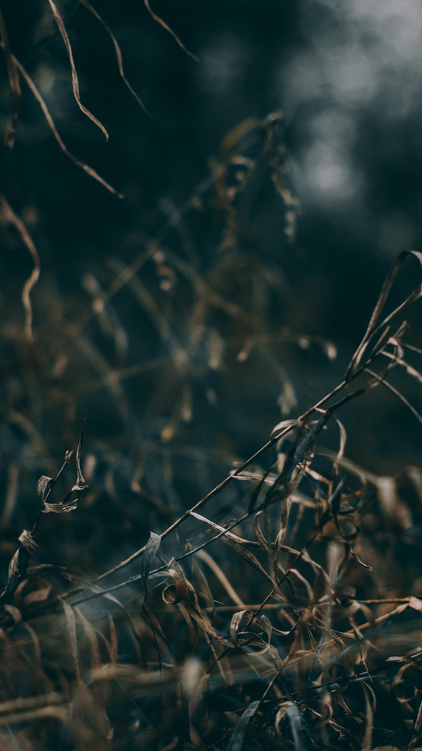 Naturaleza, Agua, Sucursal, Ramita, Ambiente. Wallpaper in 1440x2560 Resolution