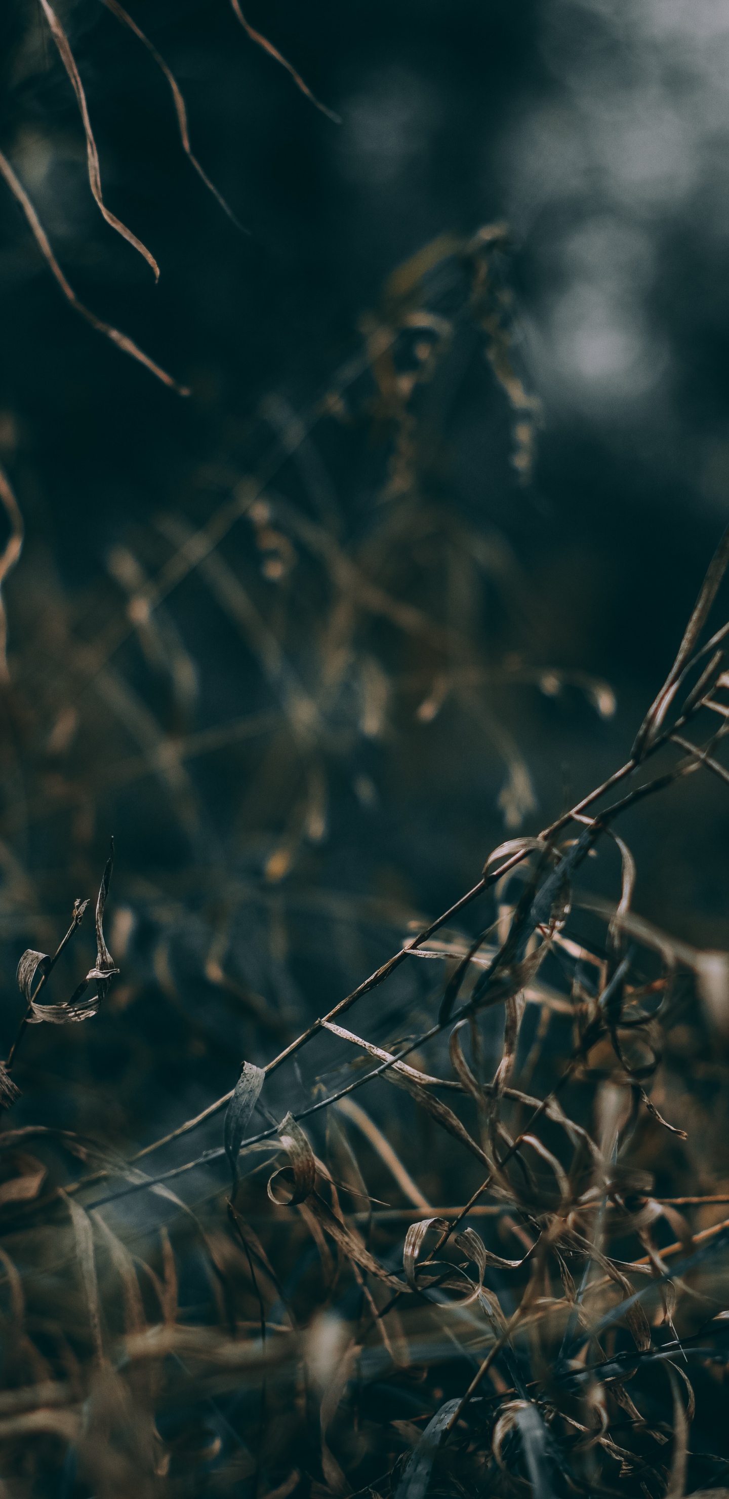 Naturaleza, Agua, Sucursal, Ramita, Ambiente. Wallpaper in 1440x2960 Resolution
