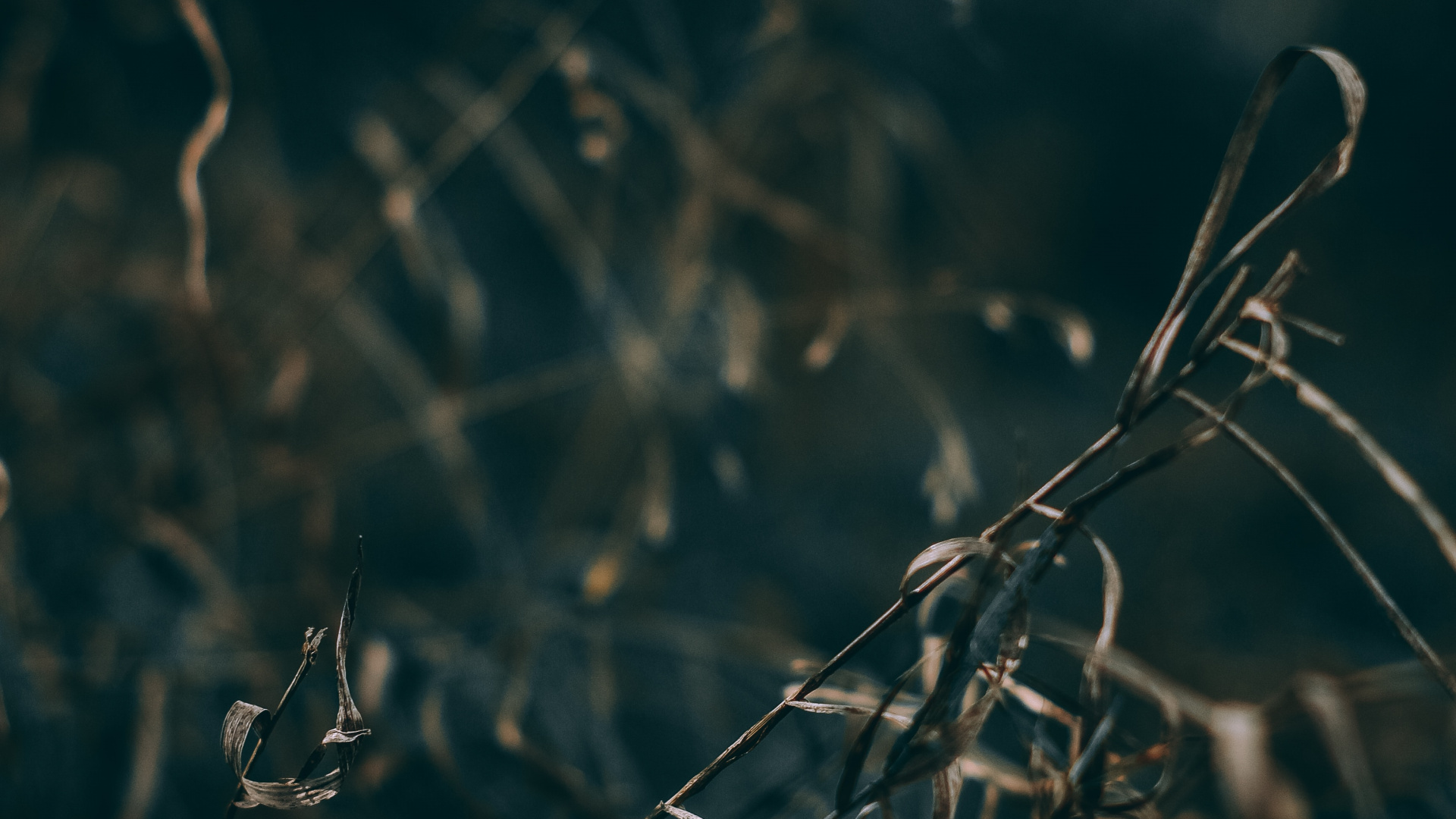 Nature, Water, Branch, Leaf, Grass. Wallpaper in 1920x1080 Resolution