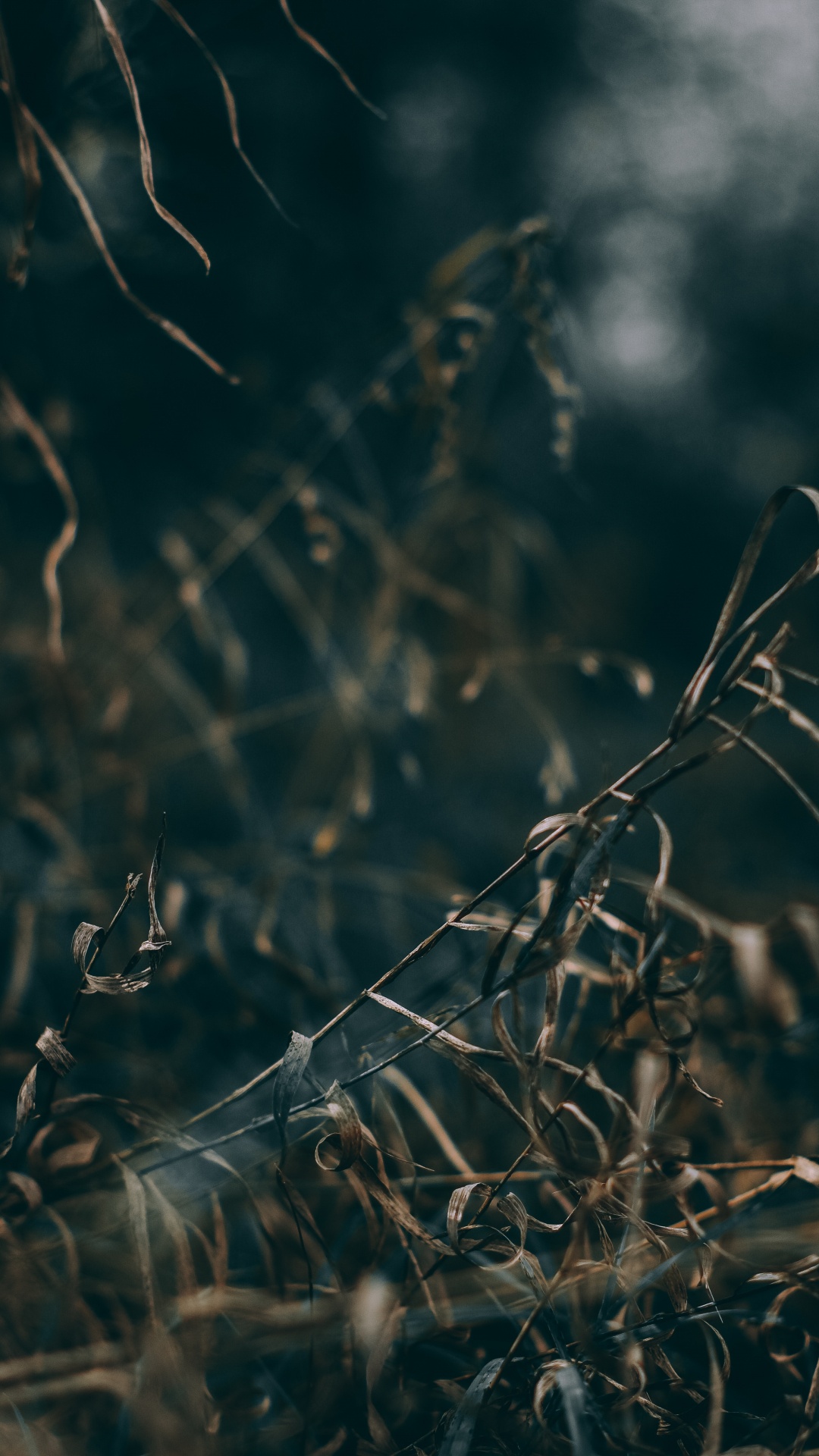 性质, 草, 树枝, 气氛, 草家庭 壁纸 1080x1920 允许