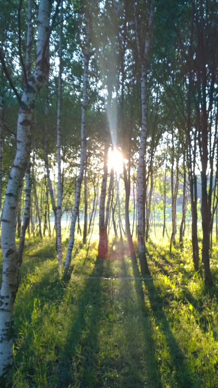 Arbres Verts Sur Terrain D'herbe Verte Pendant la Journée. Wallpaper in 720x1280 Resolution