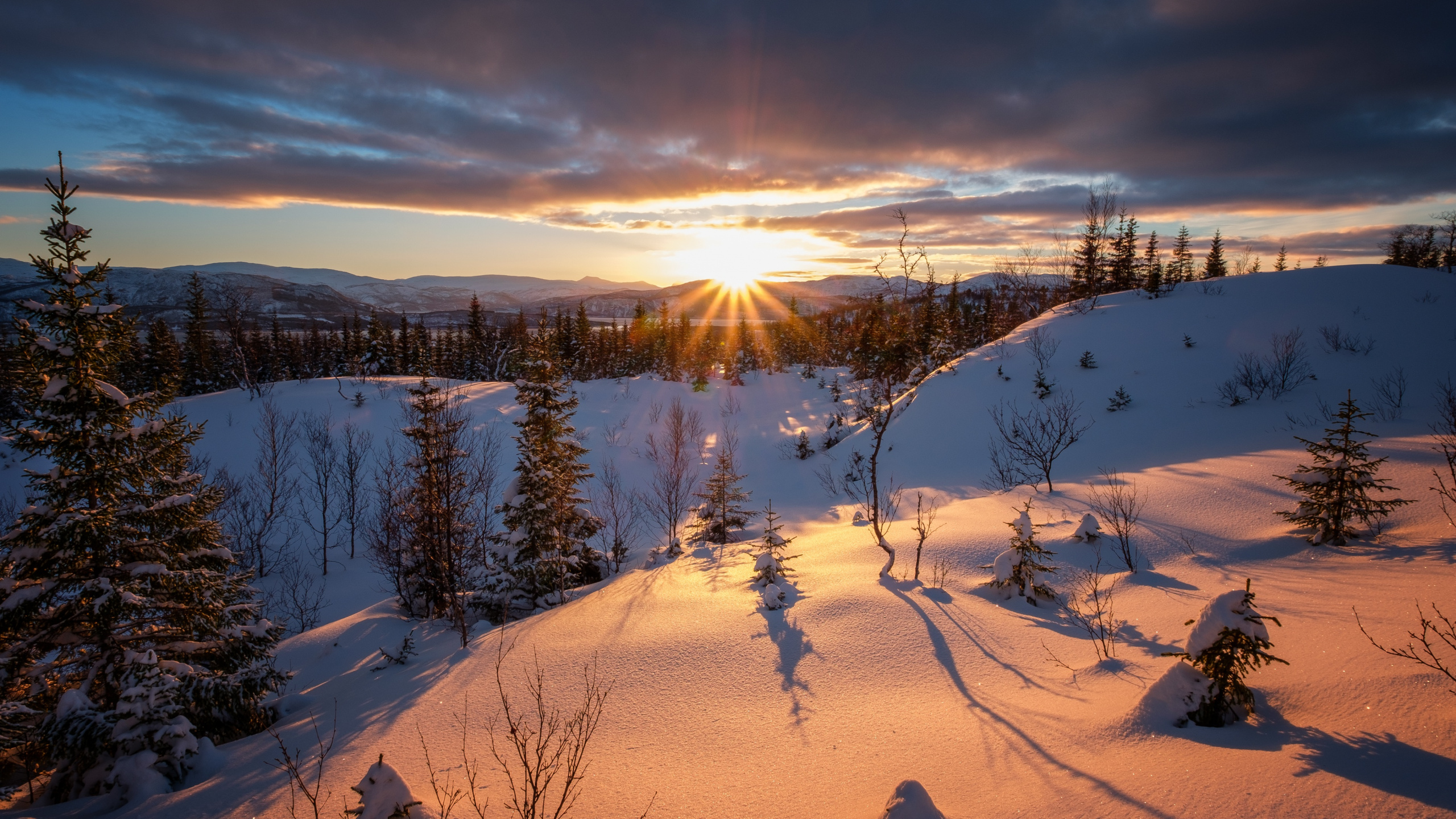 Green Trees on Snow Covered Ground During Daytime. Wallpaper in 2560x1440 Resolution