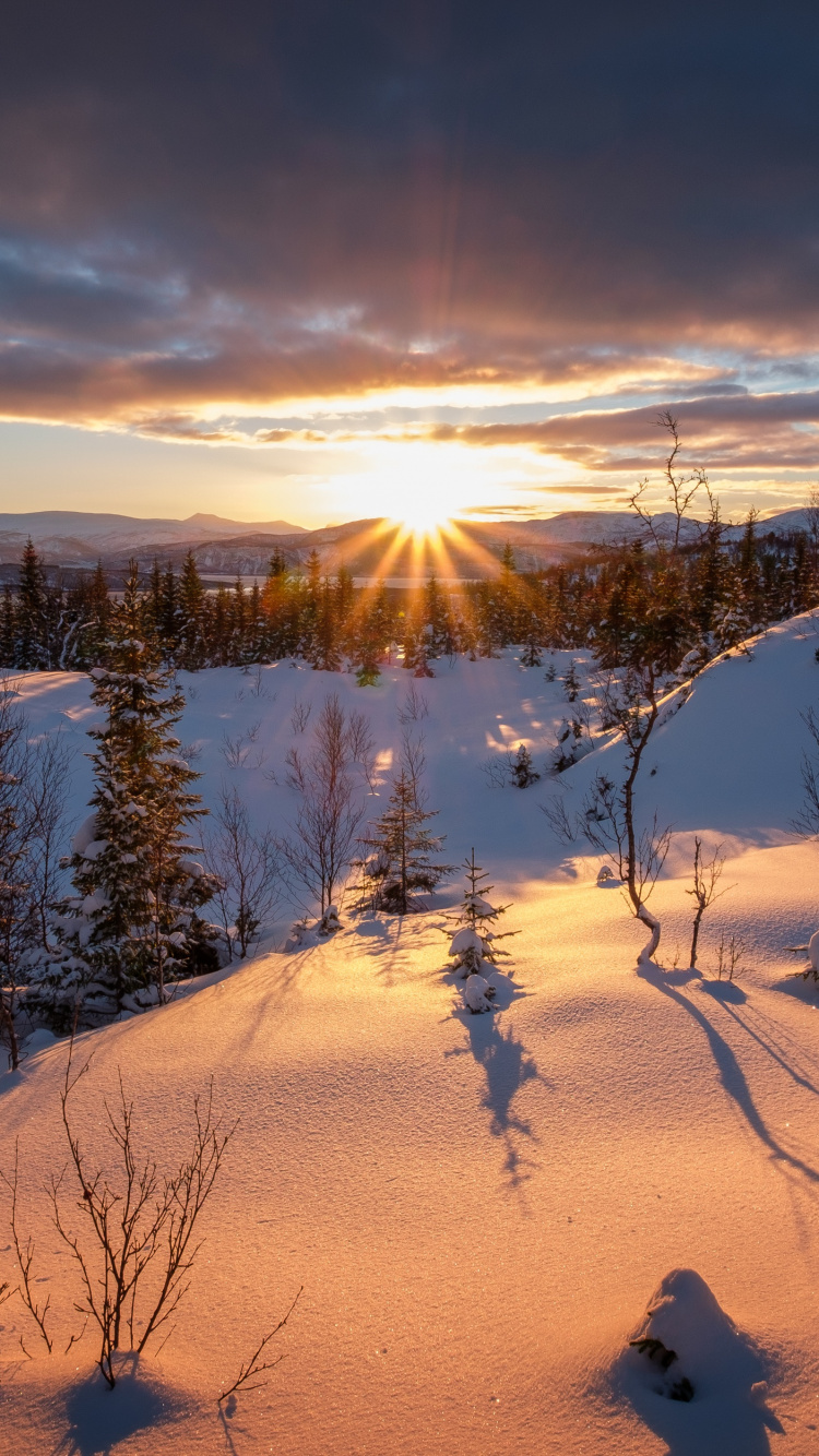 Green Trees on Snow Covered Ground During Daytime. Wallpaper in 750x1334 Resolution