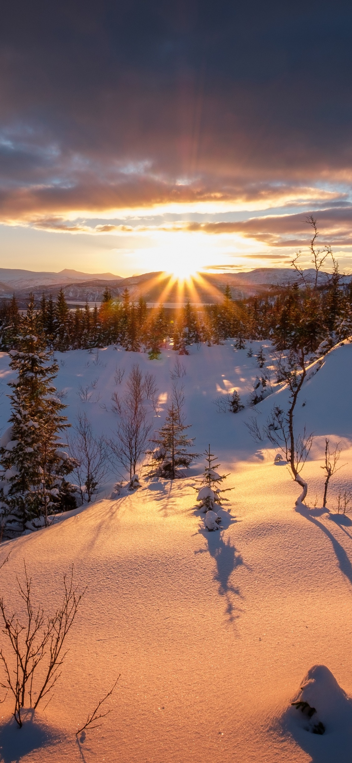Arbres Verts Sur Sol Couvert de Neige Pendant la Journée. Wallpaper in 1125x2436 Resolution