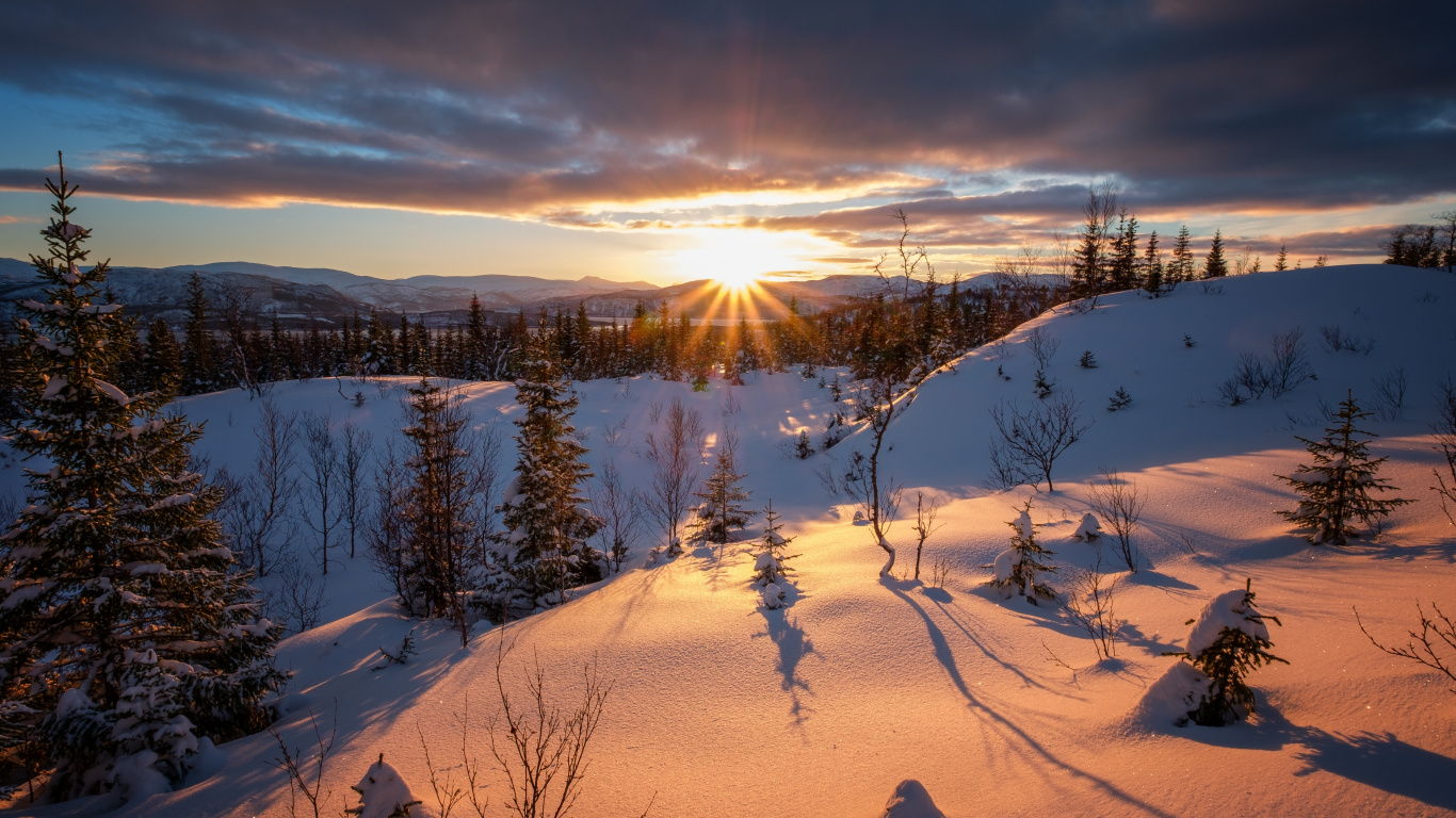 Arbres Verts Sur Sol Couvert de Neige Pendant la Journée. Wallpaper in 1366x768 Resolution